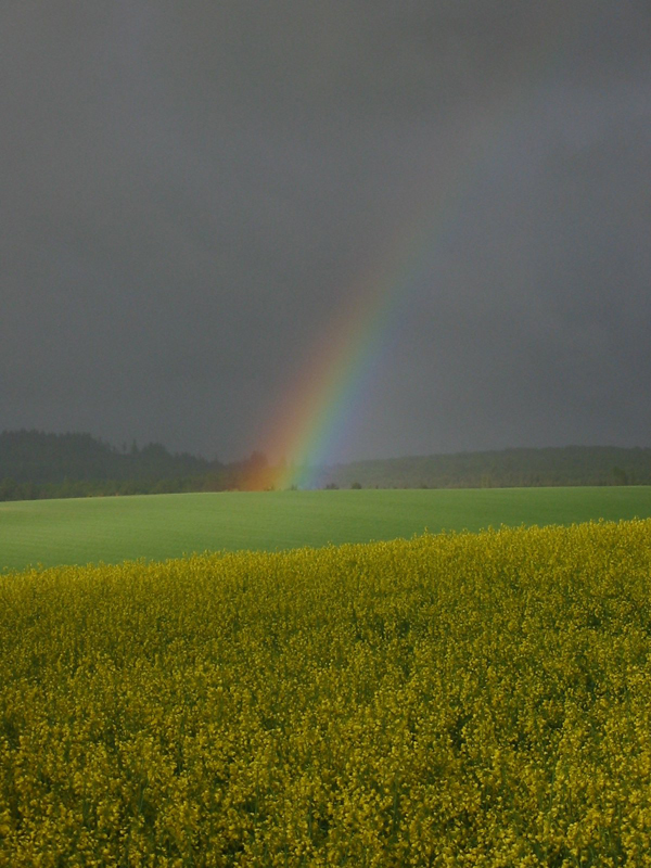 Regenbogen_Rapsfeld