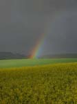 Regenbogen_Rapsfeld