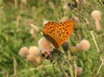 Schmetterling_orange5