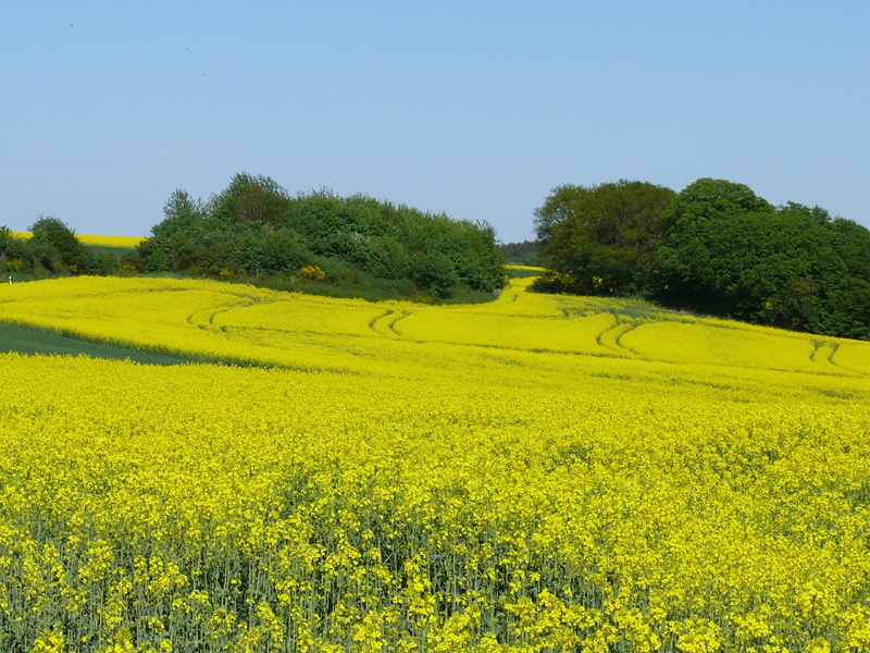 Rapsfeld_Fruehling