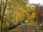 Waldweg_mit_Kiefern_im_Herbst
