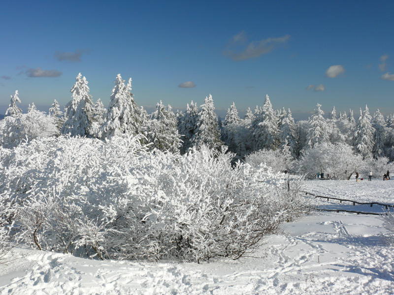 Baeume_auf_dem_Feldberg