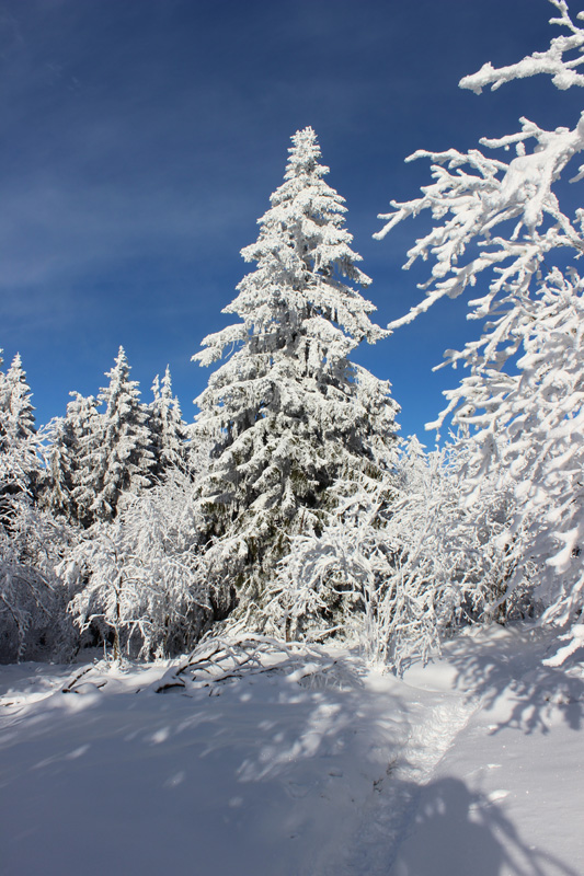Baeume_im_Schnee