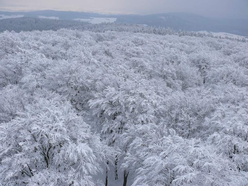 Blick_vom_Pferdskopfturm_Taunus