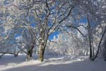 Laubwald_im_Winter