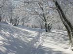 Schneeweg_ins_Nirgendwo