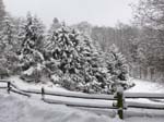 Taunusweiden_im_Schnee