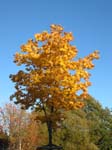 Baum_im_Herbst