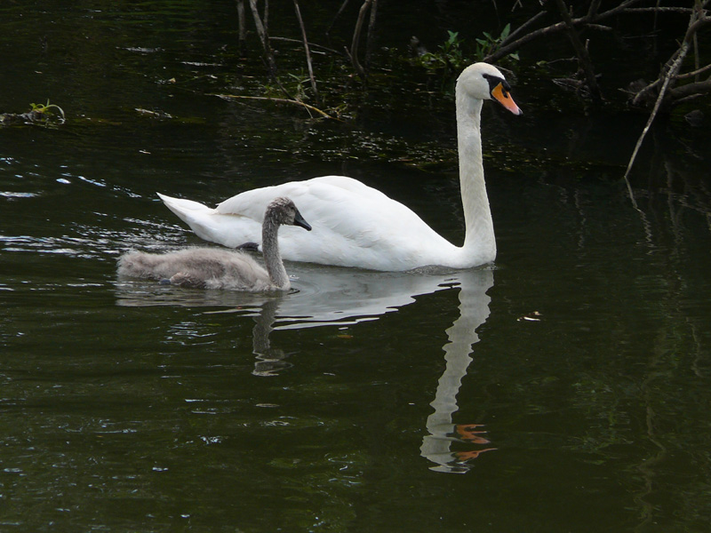 Schwan_mit_Küken