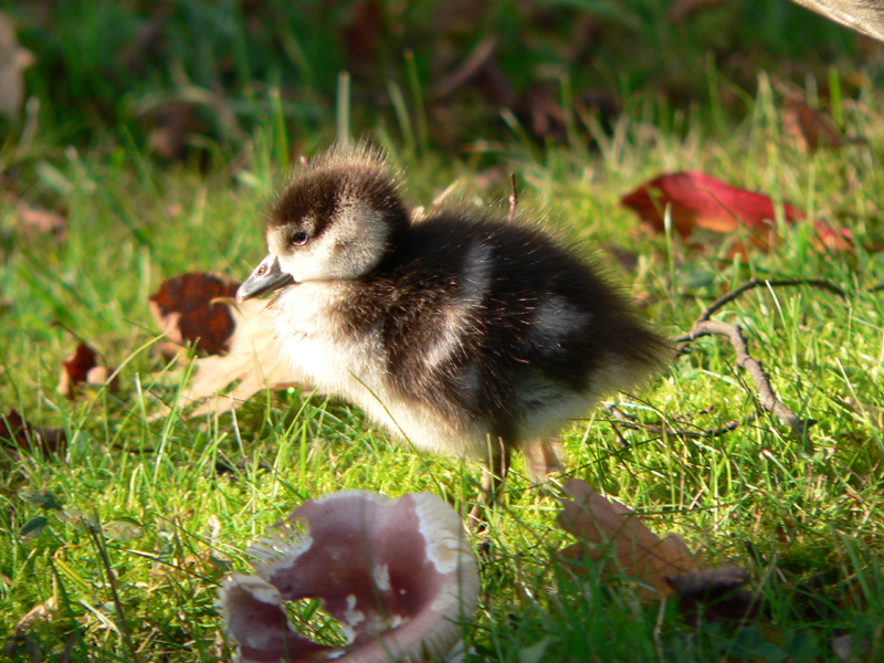 Junge_Nilgans
