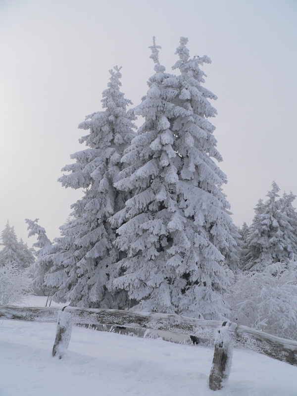 Tannen_und_Zaun_im_Schnee