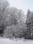 Baum_im_Schnee