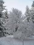 Baum_mit_Schnee